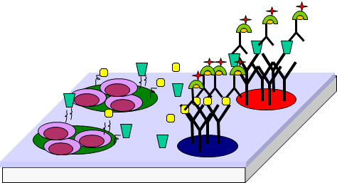 A multichamber microfluidic device for blood analysis from the Cellular Microsystems and Biosensors Lab at Mayo Clinic.