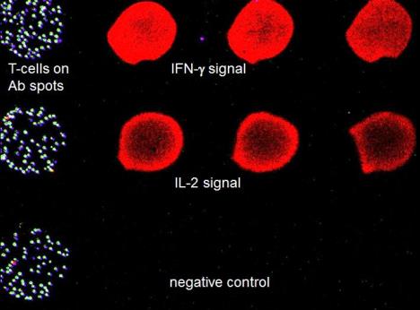 Antibody arrays used for capturing cells and detecting secreted cytokines from the Cellular Microsystems and Biosensors Lab at Mayo Clinic.