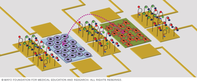 Dr. Revzin's Cellular Microsystems and Biosensors Lab at Mayo Clinic uses engineering and regenerative medicine to find new treatments for disease.