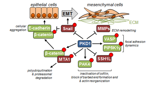 Image of some of the key events regulated by PKD1