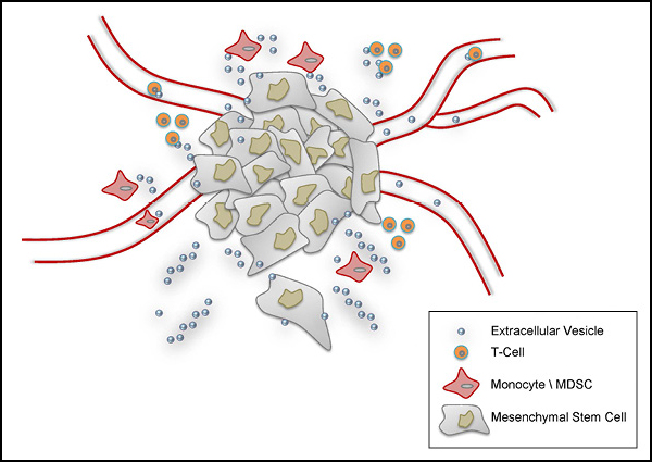 Illustration of the cellular functions of extracellular vesicles.