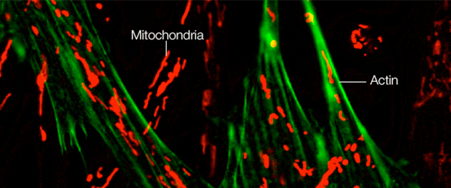 Image of the real time interaction of mitochondria and F-actin is shown in a human airway smooth muscle cell in the Cell and Regenerative Physiology Lab of Gary C. Sieck, Ph.D. at Mayo Clinic.