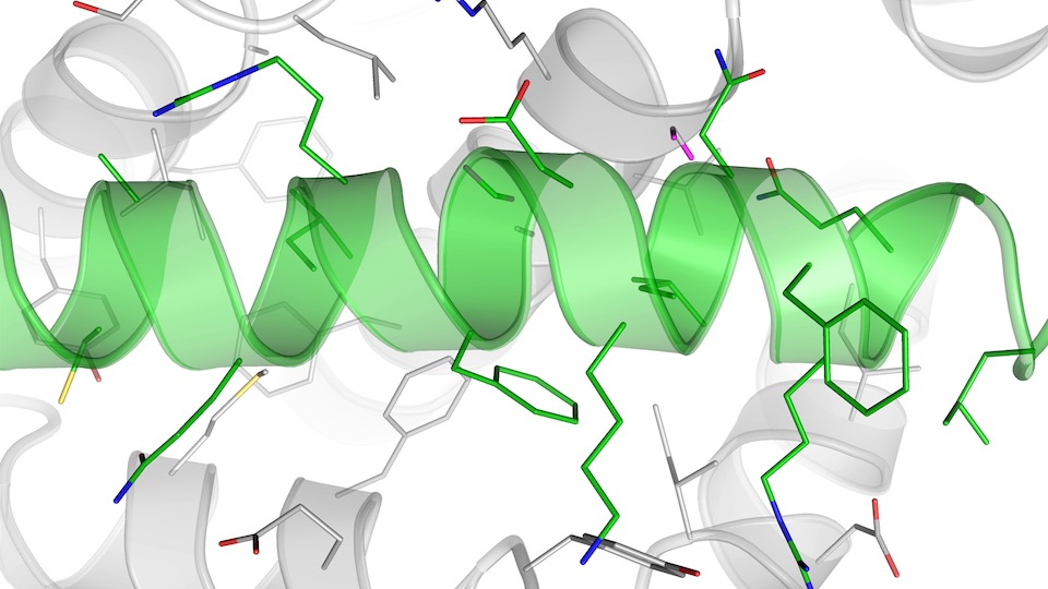 Molecular dynamics simulation of the PUMA (BBC3) BH3 domain binding to the BH3 binding groove of the mitochondrial permeabilizer Bak.