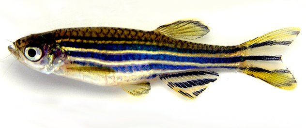 Live zebrafish