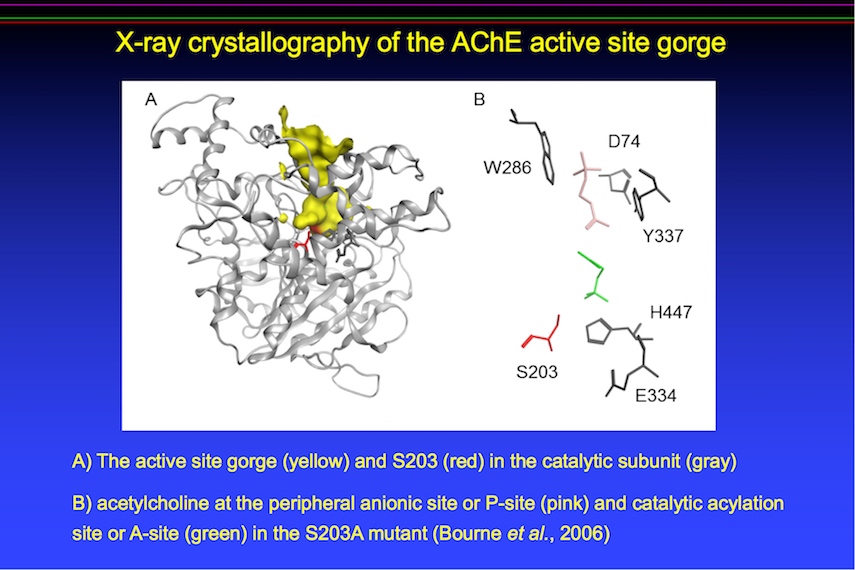 Color-coded x-ray crystallography of the AChE active site gorge