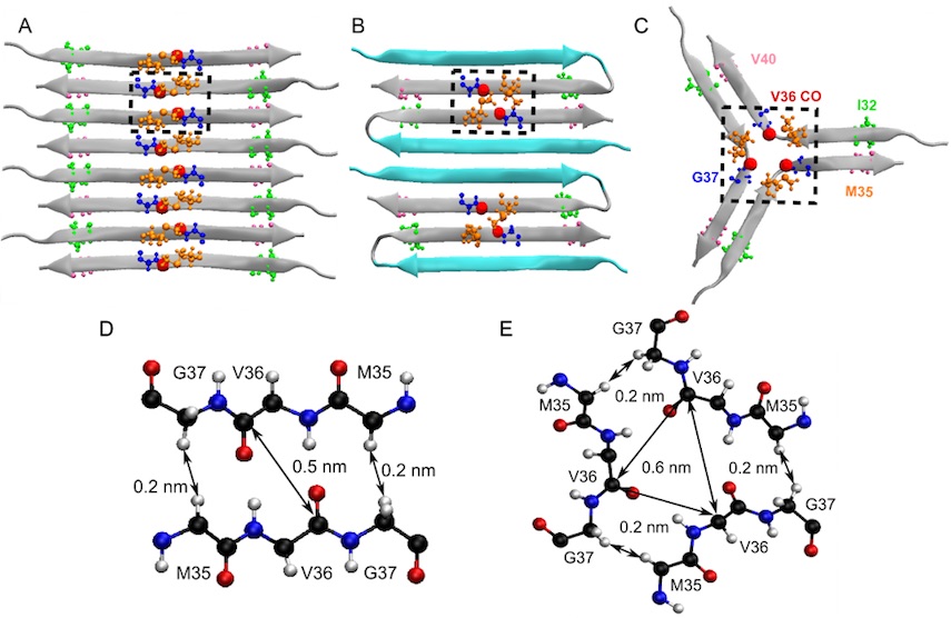 β-strand models