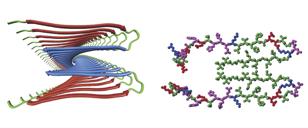 Proposed double-layered fibril with four parallel β-sheets based on data from solid-state nuclear magnetic resonance (NMR) spectroscopy modeling