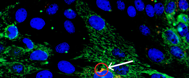 Image of progenitor cells and stem cells delivered to the kidney engraft in the renal tissue