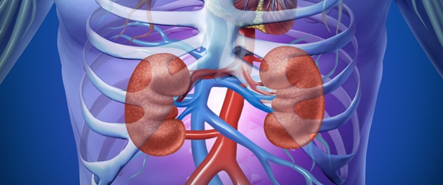 Kidneys in a 3D illustration of a human body