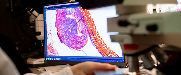 Immunology imaging on a computer monitor