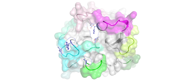 Front view of epitopes in autoantigen PR3