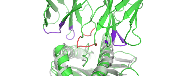 Close-up view of the interface of the ternary complex