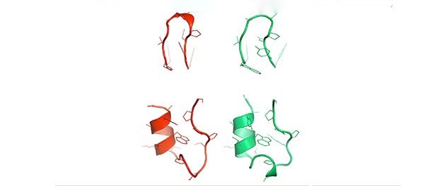 Simulated and experimental conformers of miniproteins are shown in red and green, respectively.