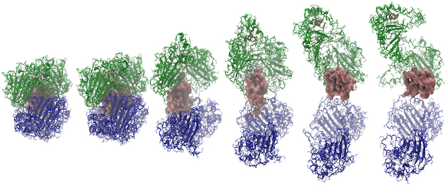 Computerized simulation for the release of insulin from insulin-degrading enzyme