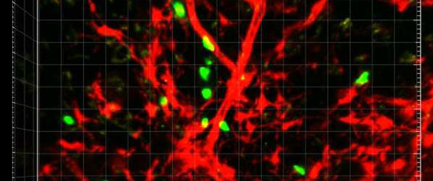 Microscopy depicts immune cell migration.