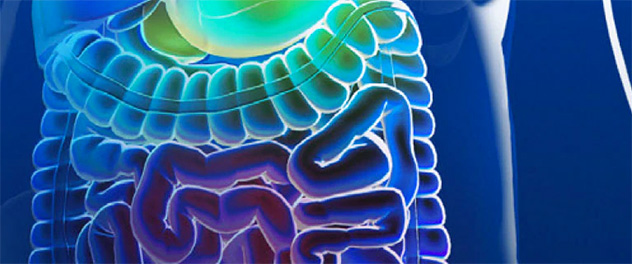 Medical illustration of human intestines