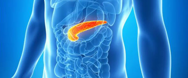 Illustration showing the pancreas in the body in relation to other organs