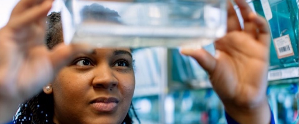 Lab trainee observing zebra fish