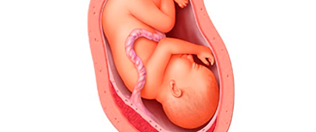 Developing fetus inside the placenta