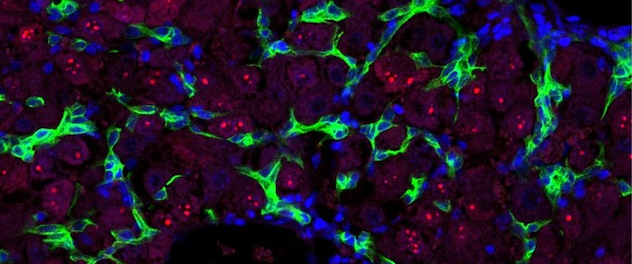 Fluorescence microscopy of a liver section