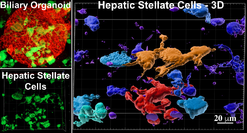 An image showing 3D imaging tool map to show how different cells are spatially located