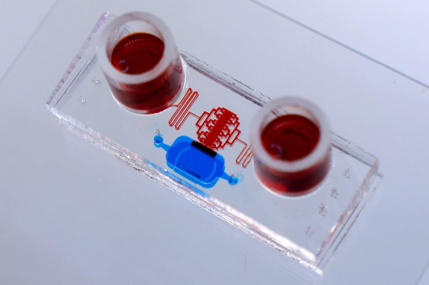 An image showing an example of a microfluidic device used to study organotypic cultures