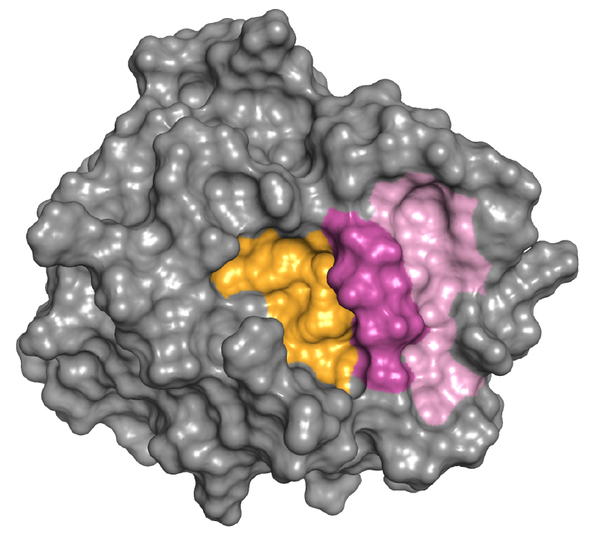 An illustration showing that mesotrypsin activity can be blocked by inhibitors that target the active site or a unique allosteric site