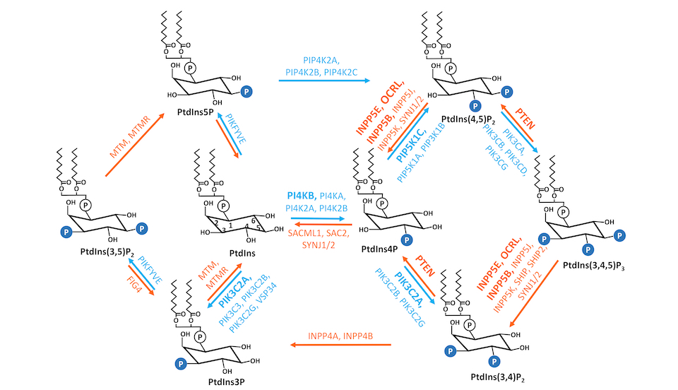 Figure illustrating phosphoinositides as messengers