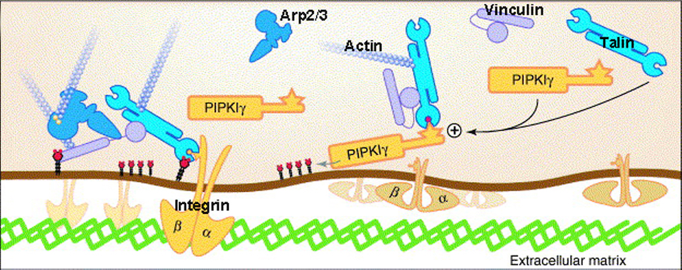 Figure showing phosphatidylinositol-4,5-bisphosphate regulation