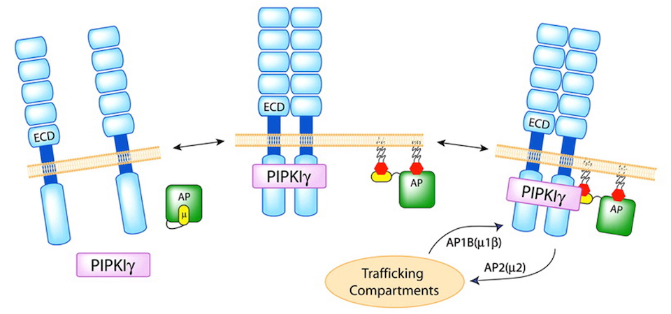 Figure showing phosphoinositide signaling