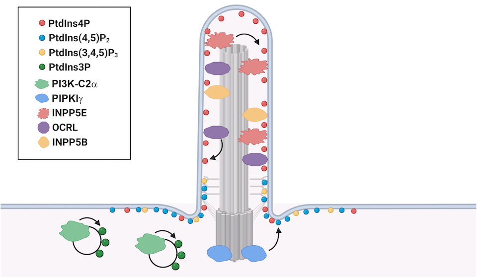 Figure illustrating phosphoinositide localization