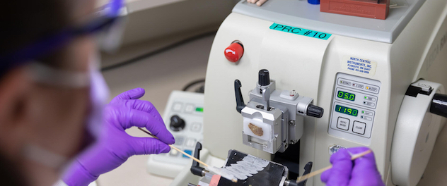 Technician performs tissue sectioning