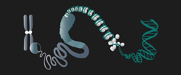 Illustration of the structure of chromatin within a chromosome