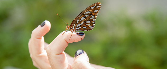 Butterfly perched on a person's finger